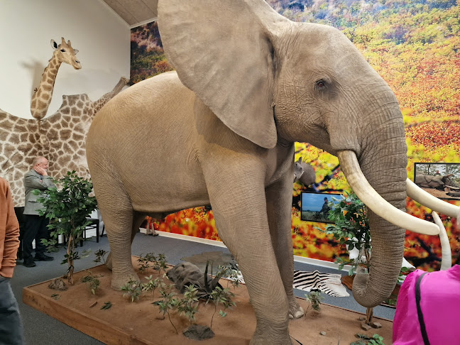 Nygaards Afrika - Jagtmuseum - Dyrehave - Musik & Dansested - Restaurant - Gårdbutik - Overnatning - Varde