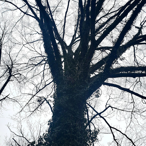 Coffee Shop «The Celtic Cup Coffee House», reviews and photos, 106 N Anderson St, Tullahoma, TN 37388, USA