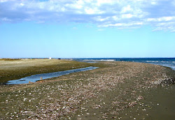 Larnaka beach'in fotoğrafı vahşi alan