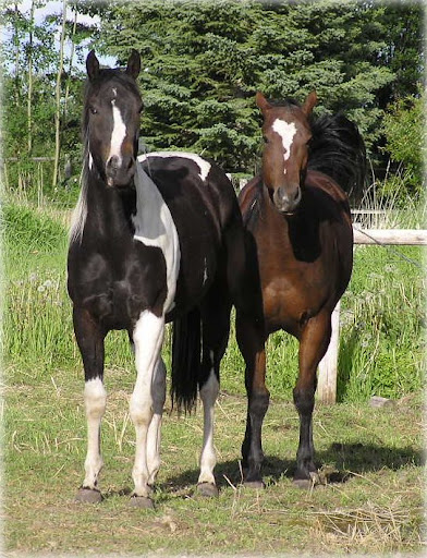 Nechako Valley Animal Health Services image