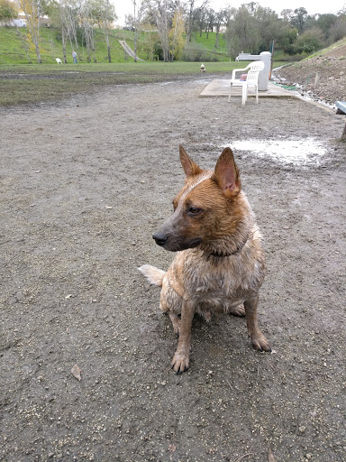 Dog Park «Marco Dog Park», reviews and photos, 1800 Sierra Gardens Dr, Roseville, CA 95661, USA