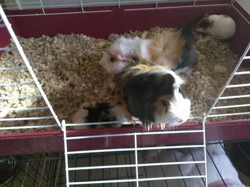 Pet Store «Petland Discounts - Pitkin Avenue», reviews and photos, 1689 Pitkin Ave, Brooklyn, NY 11212, USA