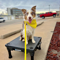 Tip Top K9 Southern Nashville Dog Training - Photo 4 - Car repair in Nashville, TN, Nashville