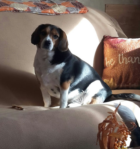 Pet Supply Store «PetSmart», reviews and photos, 4731 Commercial Dr, New Hartford, NY 13413, USA