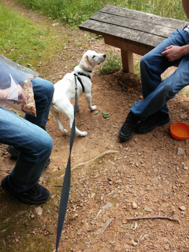 Nature Preserve «Boyd Big Tree Preserve Conservation Area», reviews and photos, Fishing Creek Valley Rd, Harrisburg, PA 17112, USA
