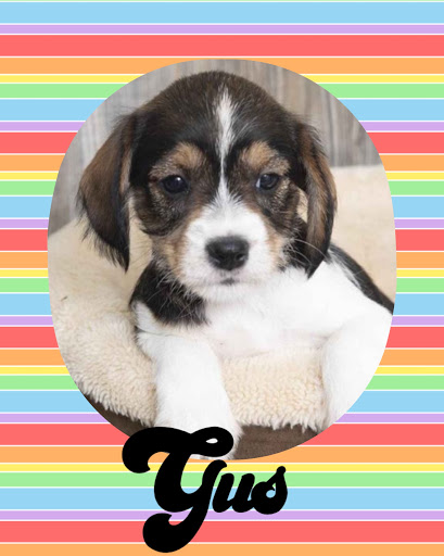 Pet Store «Pet Express», reviews and photos, 250 Granite St, Braintree, MA 02184, USA