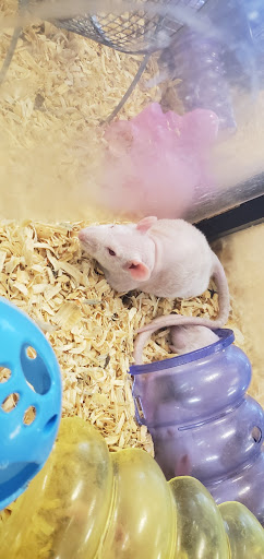 Pet Store «Species Pet Supply», reviews and photos, 1935 W Brandon Blvd, Brandon, FL 33511, USA