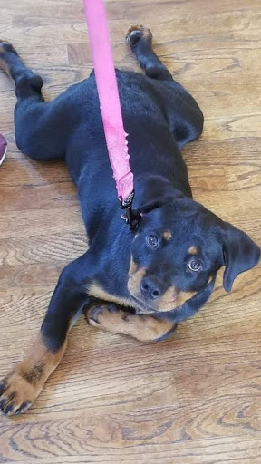 Pet Supply Store «PetSmart», reviews and photos, 19 Clifton Country Rd, Clifton Park, NY 12065, USA