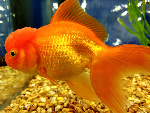 Pet Supply Store «Petco Animal Supplies», reviews and photos, 8010 Wedgewood Ln N, Maple Grove, MN 55369, USA