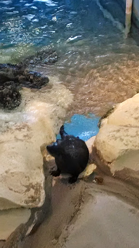 Aquarium «Clearwater Marine Aquarium», reviews and photos, 249 Windward Passage, Clearwater, FL 33767, USA