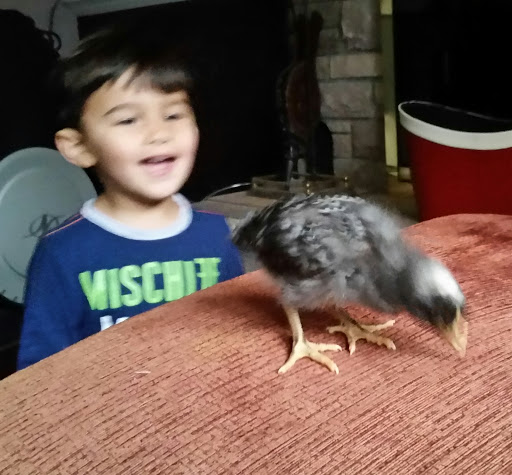 Pet Supply Store «Farmside Supplies Inc», reviews and photos, 15 Loomis Ave, Sussex, NJ 07461, USA