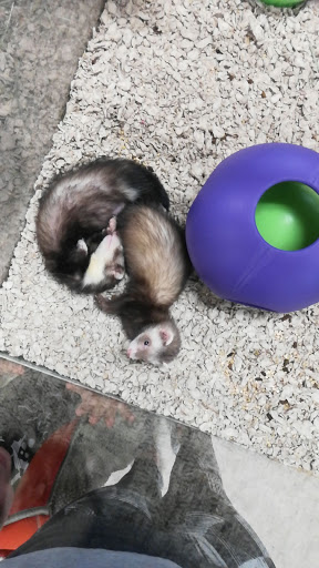 Pet Store «Parker Exotic Pets», reviews and photos, 17880 Cottonwood Dr, Parker, CO 80134, USA