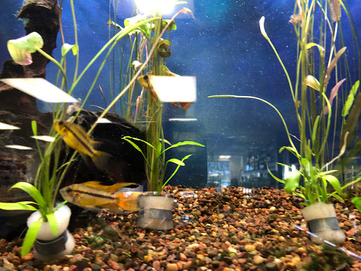 Tropical Fish Store «Aquatic Dog», reviews and photos, 7429 E Iliff Ave, Denver, CO 80231, USA