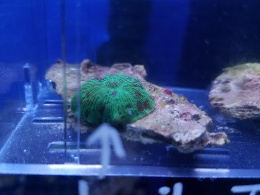 Pet Store «Pets Warehouse», reviews and photos, 177 Glen Cove Rd, Carle Place, NY 11514, USA