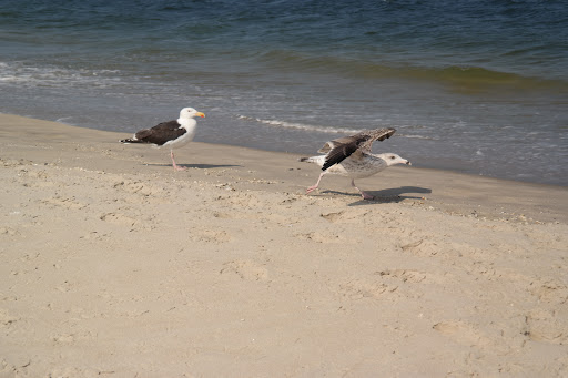 Recreation Center «Sandy Hook - Gateway National Recreation Area», reviews and photos, 128 S Hartshorne Dr, Highlands, NJ 07732, USA