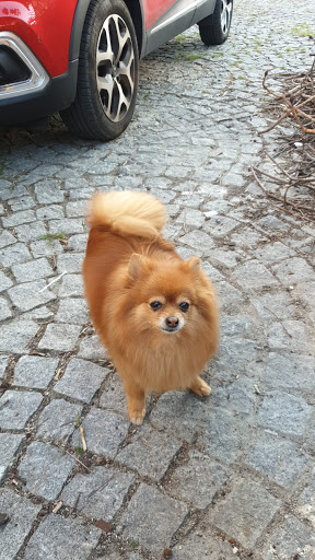 Cours de toilettage pour chiens Lyon