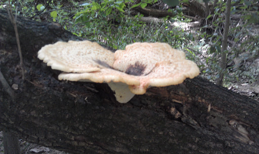 Golf Course «Warren Valley Banquet Ctr», reviews and photos, 26116 W Warren St, Dearborn Heights, MI 48127, USA