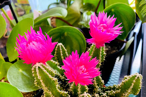 Plantit - Succulent, Air Plant, Cactus