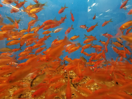 Pet Supply Store «Pet Supermarket», reviews and photos, 4500 N State Rd 7, Pompano Beach, FL 33073, USA