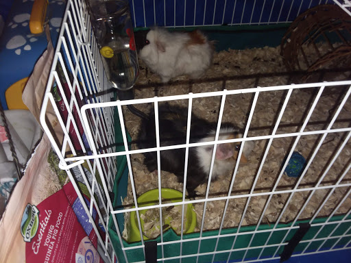 Pet Supply Store «PetSmart», reviews and photos, 1403 E Washington Ave, Union Gap, WA 98903, USA