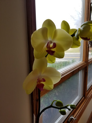 Florist «Diersch Flowers», reviews and photos, 545 Broad St, Weymouth, MA 02189, USA