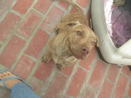 Pet Store «PetSmart», reviews and photos, 17150 Ventura Blvd, Encino, CA 91316, USA