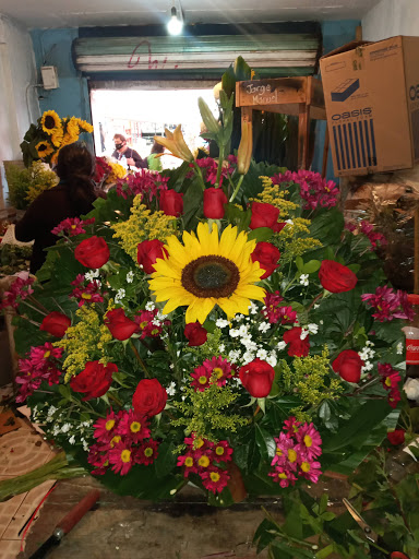 Florería orquídeas – Buenavista