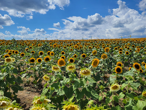 Orchard «Barton Orchards - Noxon Road Store Open Year Round - The Farm is CLOSED for the Season.», reviews and photos, 63 Apple Tree Ln, Poughquag, NY 12570, USA