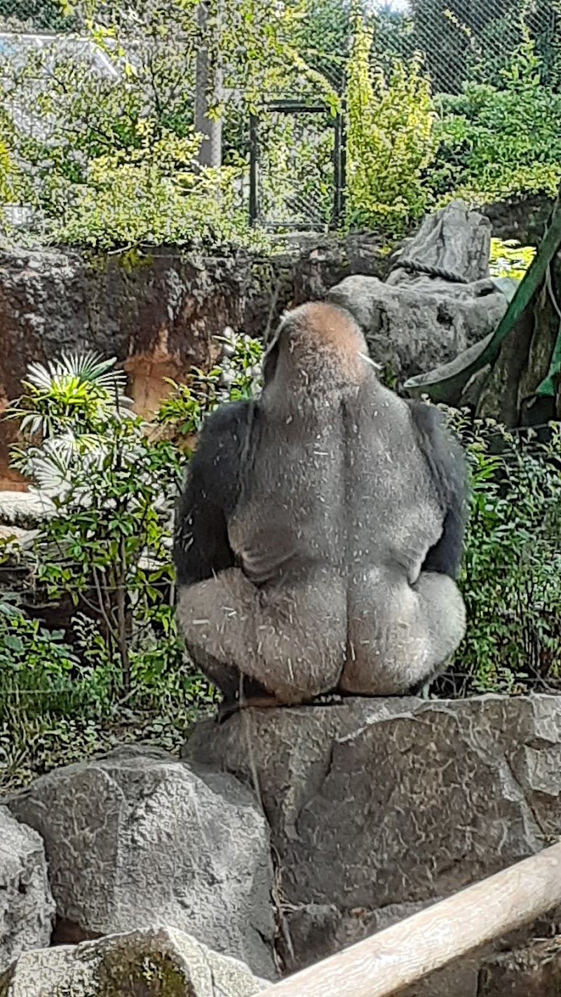 ニシゴリラ 上野動物園