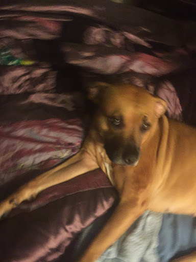 Pet Store «Olde Dogge Inn», reviews and photos, 14472 Ridge Rd W, Albion, NY 14411, USA