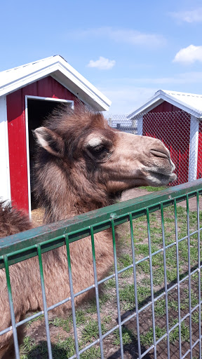 Zoo «Dutch Creek Farm Animal Park», reviews and photos, 6255 N 1000 W, Shipshewana, IN 46565, USA