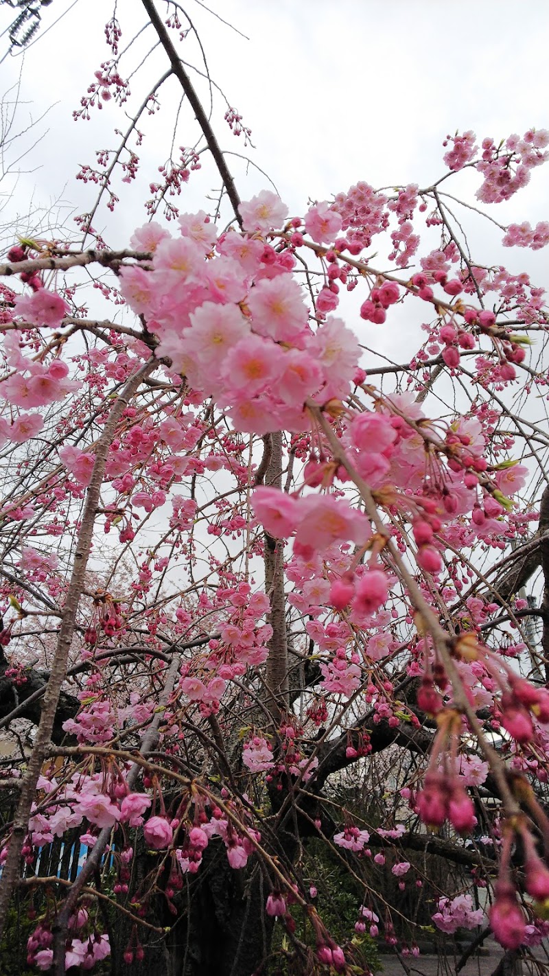 成公園（中成つばき公園）