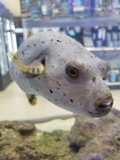 Tropical Fish Store «Marine Warehouse Aquarium», reviews and photos, 8021 W Hillsborough Ave, Tampa, FL 33615, USA