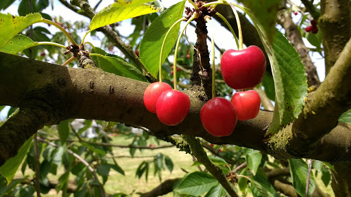 Produce Market «Pilgrim Orchards Baugh», reviews and photos, 13627 Arndt Rd, Aurora, OR 97002, USA