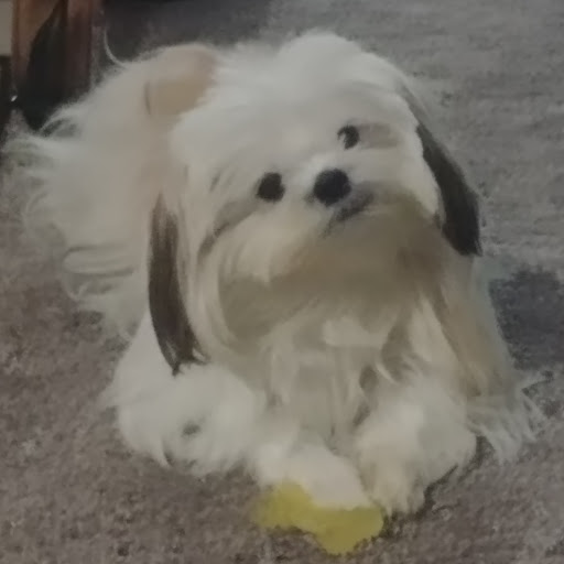 Pet Supply Store «Petco Animal Supplies», reviews and photos, 5239 Harvey St, Norton Shores, MI 49444, USA