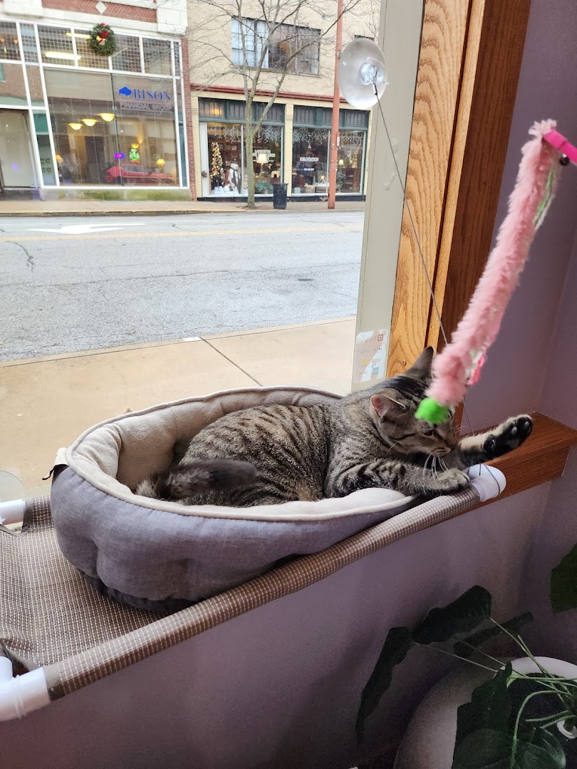 Lazy Cat Lounge