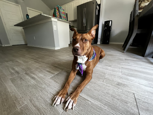 Pet Supply Store «PetSmart», reviews and photos, 2309 I-20, Grand Prairie, TX 75052, USA