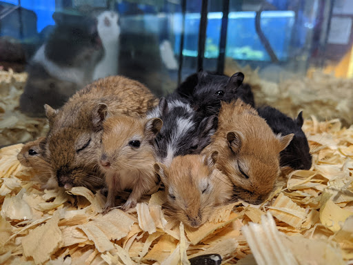 Pet Store «Lake City Pets and Supplies & Grooming», reviews and photos, 1101 US-90, Lake City, FL 32055, USA