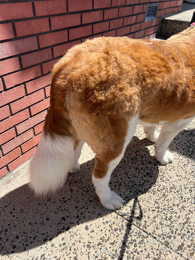 Glamour Paws Boutique