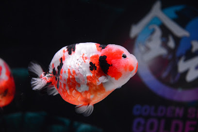 Golden Spirit Goldfish