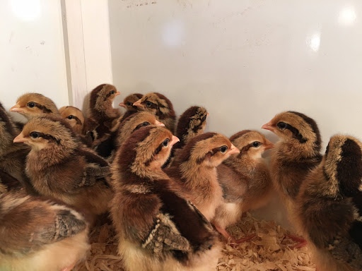 Animal Feed Store «Wardle Feed and Pet Supply», reviews and photos, 7610 3 Acre Ln, Wheat Ridge, CO 80033, USA