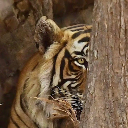 Ramgarh Visdhari Tiger Reserve, Bundi (RVTR Bundi)