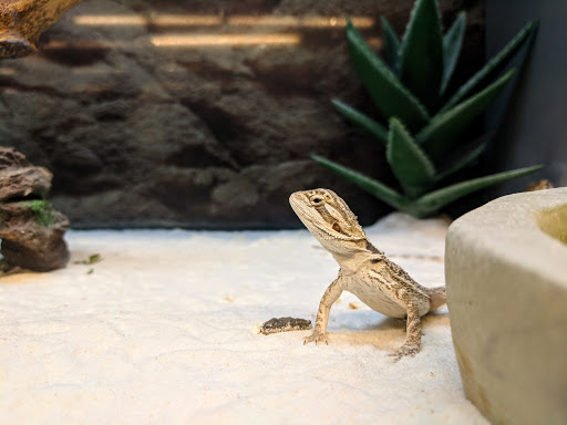 Pet Supply Store «Petco Animal Supplies», reviews and photos, 45205 Worth Ave, California, MD 20619, USA