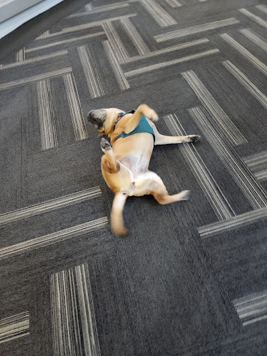 Shopping Mall «Gaviidae Common», reviews and photos, 651 Nicollet Mall #125, Minneapolis, MN 55402, USA