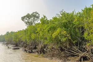Sundarban Forest, Bangladesh Tour Agency image