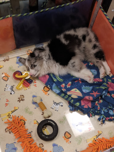 Pet Store «Charm City Puppies», reviews and photos, 8205 Snowden River Pkwy, Columbia, MD 21045, USA