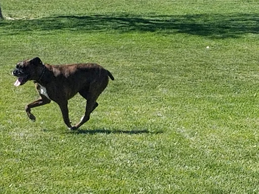 Park «Mountain Crest Park», reviews and photos, 4701 N Durango Dr, Las Vegas, NV 89129, USA