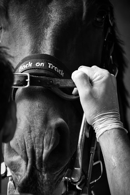 Dentiste pour chevaux à La Garde-Adhémar