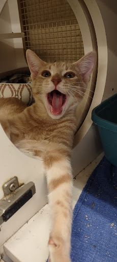 Pet Supply Store «Petco Animal Supplies», reviews and photos, 4030 N MacArthur Blvd #200, Irving, TX 75038, USA