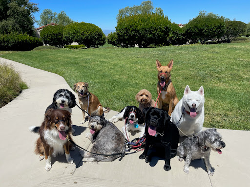 San Diego Pup Scouts